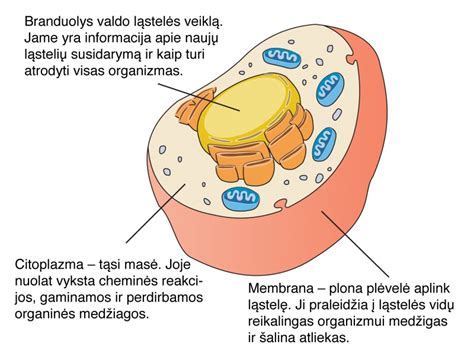 Ląstelės membranos struktūra ir funkcijos
