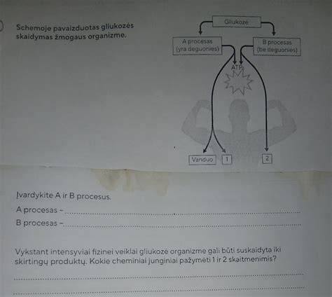 Žmogaus inkstų veikimo schema