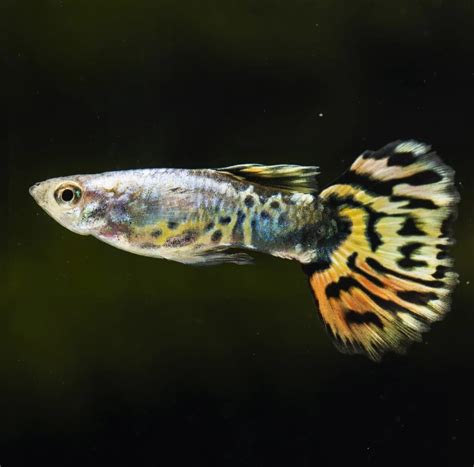 Gyvavedės akvariumo žuvys