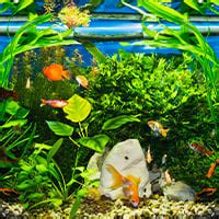 Oro burbuliatorius akvariume
