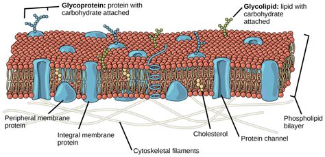 Membraninių baltymų tipai ir jų padėtis ląstelės membranoje