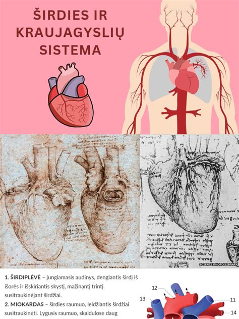 Infografika: Širdies ir kraujagyslių sistemos scheminis vaizdas