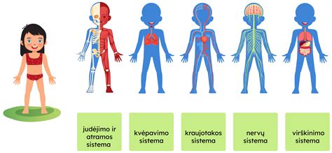 Diagrama: Žmogaus organizmo organų sistema