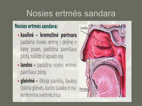 Nosies ertmės sandara ir oro srautas