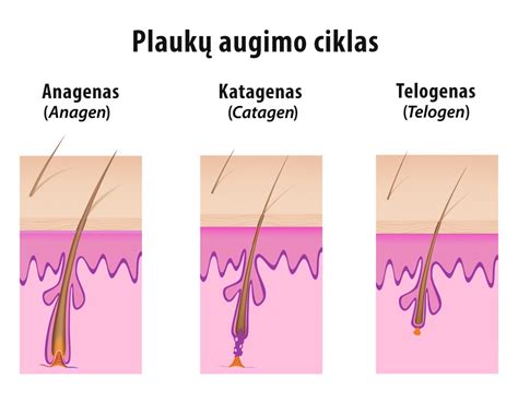 Mikroorganizmų augimo fazės