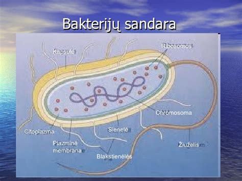 Bakterijos, skaidančios organines atliekas
