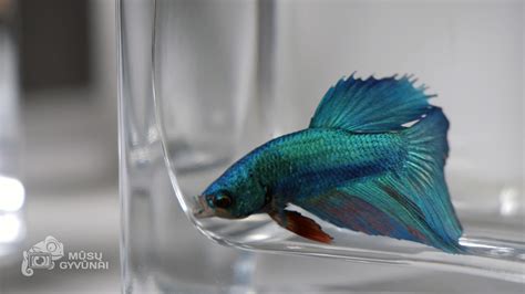 Spalvingas patinas gaidelis akvariume
