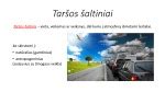 Oro taršos šaltiniai miestuose