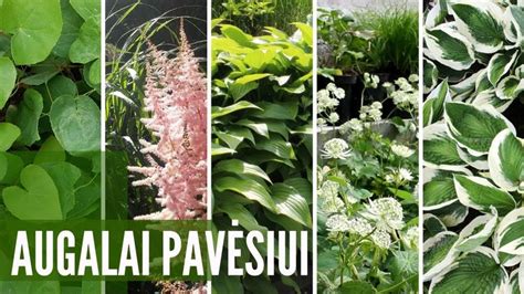 Augalai, tinkami hidrolatų gamybai