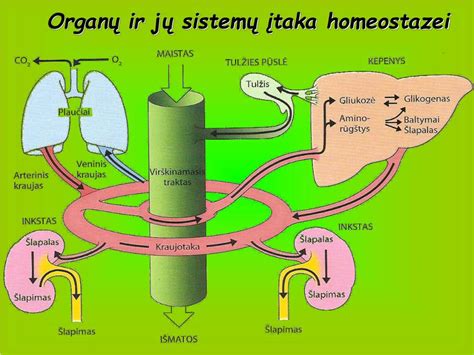 Dalelių dydžių ir poveikio žmogaus organizmui schema