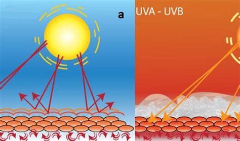 Lyginamoji UV ir Skylight filtrų nuotraukų analizė