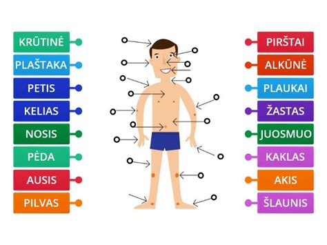 Žmogaus kūno vandens balanso schema