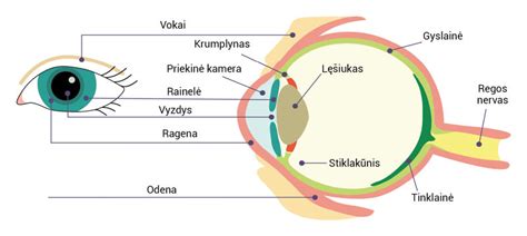 Skaidrus ir drumstas akies lęšiukas