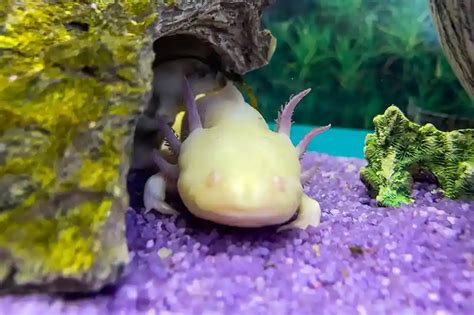 Aksolotlio regeneracijos iliustracija