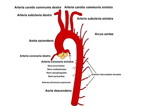 Aortos schema
