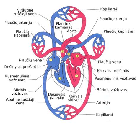 Scheminis kraujo krešulio kelias nuo kojos iki plaučių