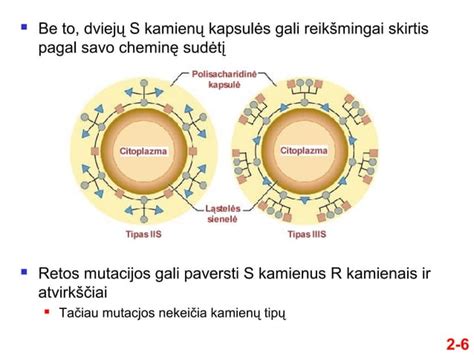 Palyginimas: sintetinio ir mineralinio tepalo molekulinė struktūra