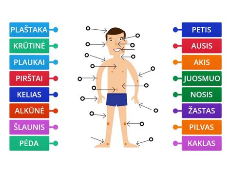 Žmogaus kūno vandens kiekio pasiskirstymas pagal amžių