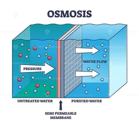 osmosas ir plazmolizė edukacinė diagrama