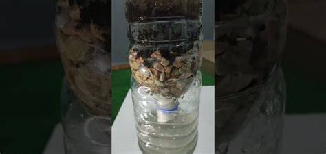 Vaikai daro paprastą vandens filtrą iš plastikinio butelio