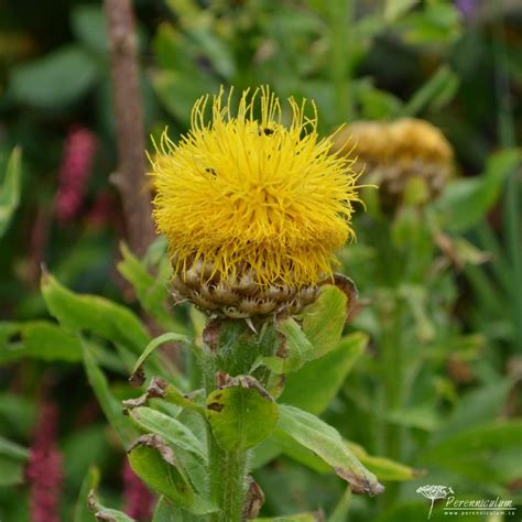 Stambiagraižė bajorė (Centaurea macrocephala) su dideliais geltonais žiedynais