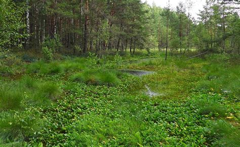 Durpių pelkė ir durpių išgavimo procesas