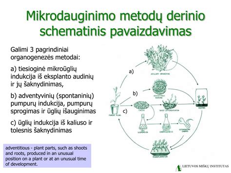 Nuotekų sudėties schematinis pavaizdavimas