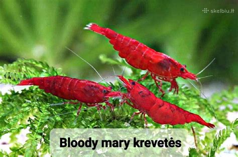 Įvairių rūšių akvariuminės krevetės